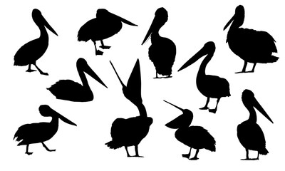 Set of silhouettes of Australian Pelicans Pelecanus conspicillatus. Realistic Vector Bird