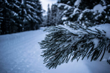 macro photo of snow-covered nature