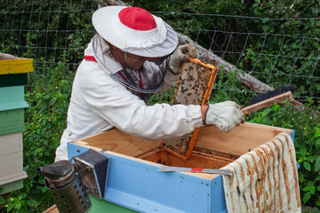A beekeeper works with his bees at the beehive.