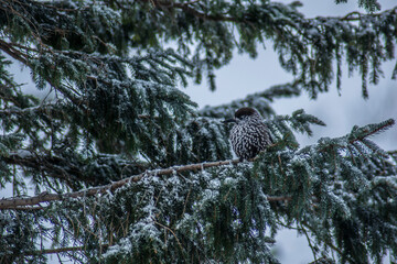 a sleeping bird on a snow-covered branch