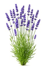 Lavender Flower Bunch Isolated on White Backgroun