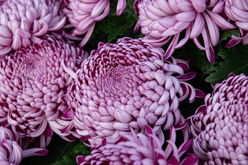 Chrysanthèmes violets à gros pompons, format horizontal