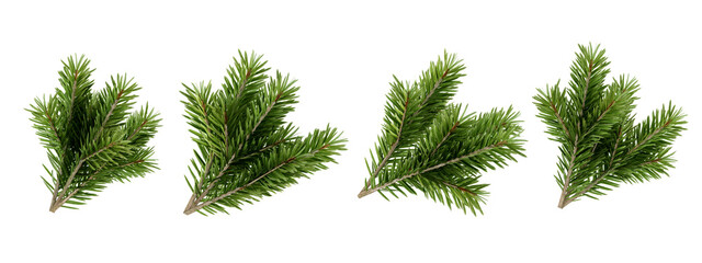 set of pine tree branch isolated on white
