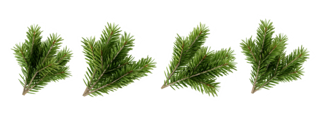 set of pine tree branch isolated on white