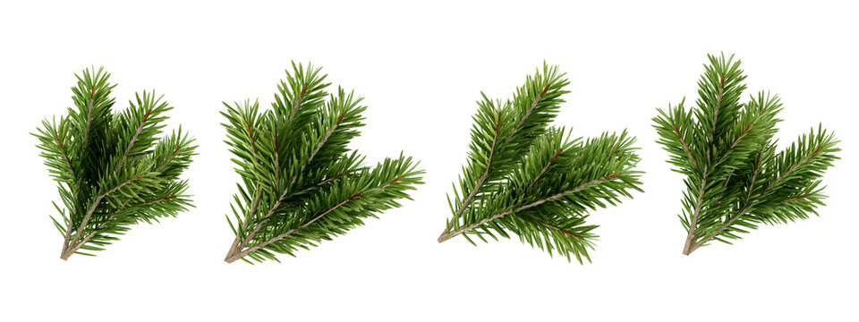 set of pine tree branch isolated on white
