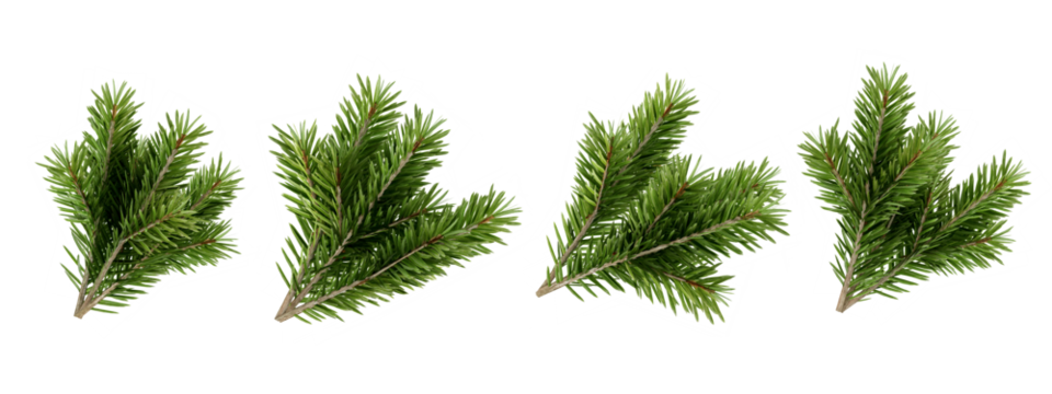set of pine tree branch isolated on white

