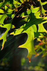Close-up of red autumn fall leaves with sunlight in a nature park