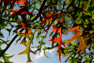 Close-up of autumn fall leaves with sunlight in a nature park
