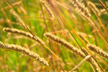 Close-up of autumn plants with sunlight in a nature park
