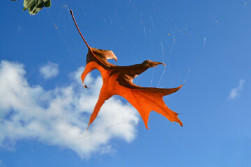 Close-up of autumn fall leaves with sunlight and a blue sky background a nature park
