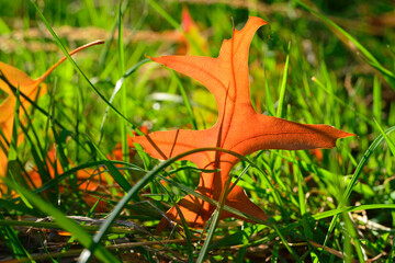 Close-up of red autumn fall leaves with sunlight in a nature park