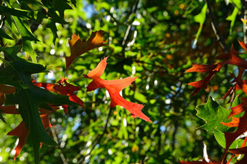Close-up of autumn fall leaves with sunlight in a nature park
