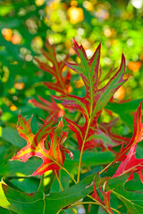 Close-up of red autumn fall leaves with sunlight in a nature park
