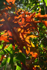 Close-up of autumn fall leaves with sunlight in a nature park
