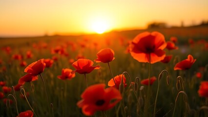 Obraz premium A serene sunset field filled with vibrant red poppies, bathed in warm golden light.
