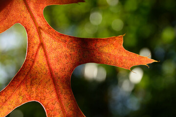Close-up of red autumn fall leaves with sunlight in a nature park