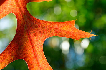 Close-up of red autumn fall leaves with sunlight in a nature park