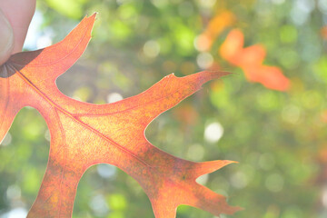 Close-up of autumn fall leaves with a pastel romantic sixties softfocus background vibe  with sunlight in a nature park
