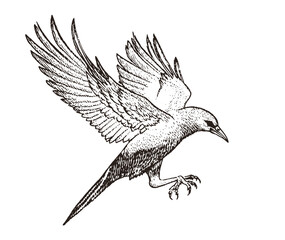 Detailed Sketch of a Bird in Flight