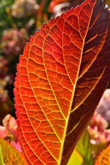 Close-up of autumn fall leaves with sunlight in a nature park
