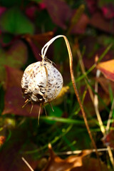 Close-up of autumn plants with sunlight in a nature park
