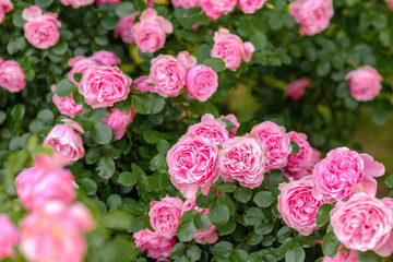 Vibrant pink roses bloom in a lush garden during springtime