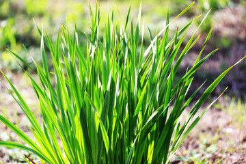 Fresh green grass blades growing under bright sunlight in a natural environment, symbolizing growth, freshness, and the beauty of vibrant spring vegetation outdoors