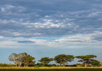 Fototapeta premium African savanna landscape with beautiful trees glowing in warm afternoon light