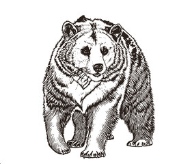 Detailed Ink Sketch of a Walking Bear