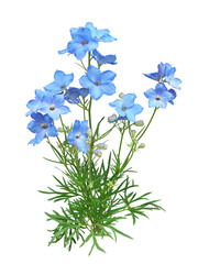 オオバナヒエンソウ　4月撮影