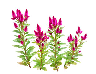 ケイトウ　10月撮影