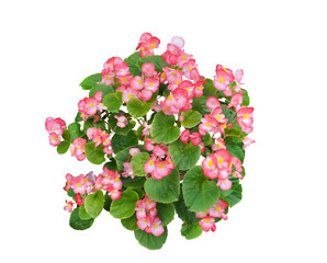 ベゴニア　10月撮影