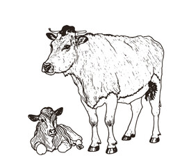Hand-Drawn Cow and Calf Illustration