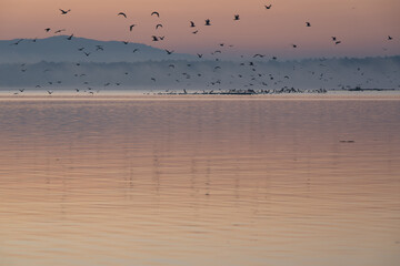 Wschód nad jeziorem Goczałkowickim jesienią, ptaki latające nad wodą. 