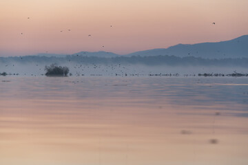 Wschód nad jeziorem Goczałkowickim jesienią, ptaki latające nad wodą.  © Elżbieta Kaps