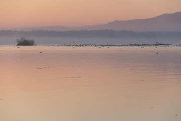Wschód nad jeziorem Goczałkowickim jesienią, ptaki latające nad wodą.  © Elżbieta Kaps
