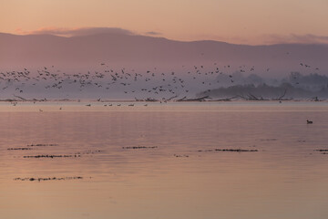 Wschód nad jeziorem Goczałkowickim jesienią, ptaki latające nad wodą.  © Elżbieta Kaps