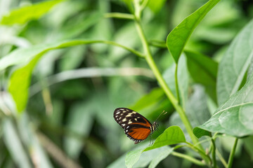 Heliconius hecale butterfly rests on a green leaf in a lush garden