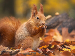 red squirrel or Eurasian red squirrel (Sciurus vulgaris) in autumn forest
