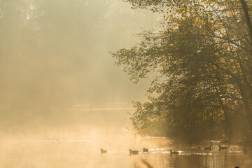 Park w Pszczynie w mglisty jesienny poranek.