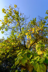 Autumn at Parco Sempione, Milan