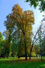 Fototapeta premium Autumn at Parco Sempione, Milan