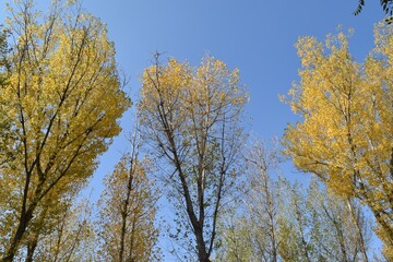 View of tall trees with autumn leaves against the blue sky on a sunny day
