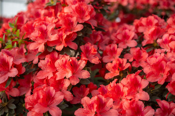 Azalea flowers in a greenhouse