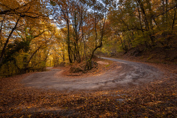 Autumn road in the forest, against the background of an autumn forest, trees with autumn leaves