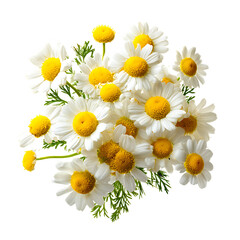Obraz premium Bunch of fresh chamomile flowers with green leaves on transparent background, top view