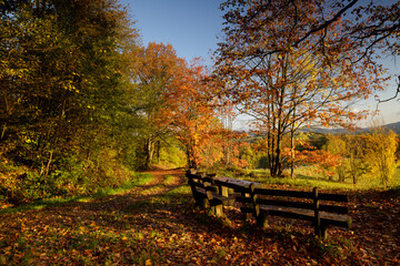 autumn morning in the Odenwald