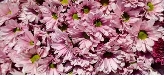Close-up of pink chrysanthemums, also known as 