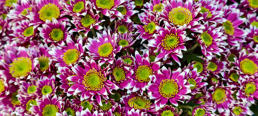 The chrysanthemums flowers, commonly known as "mums" or "chrysanths.