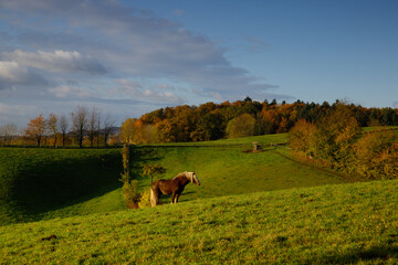 autumn morning in the Odenwald